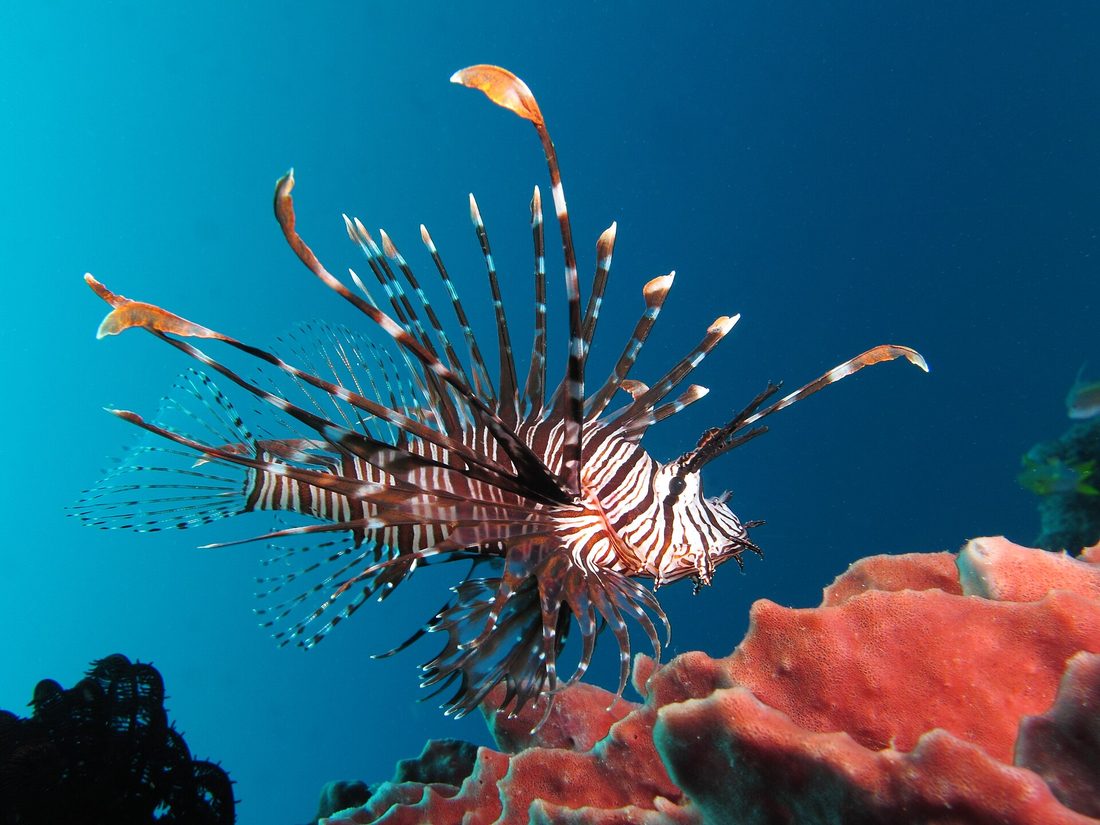 Red lionfish